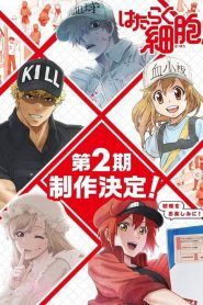 Hataraku Saibou Temporada 2
